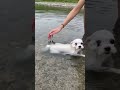 湖で必死に浮かぼうとするが、案外浅かったマルチーズ