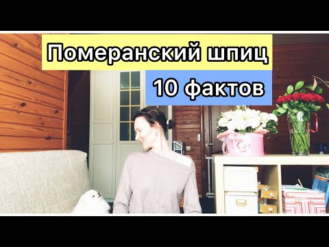 10 Фактов о померанском шпице