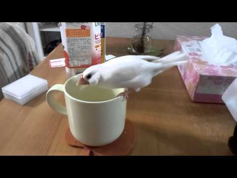 どうしてもコップで水浴びしたいおじいさん文鳥