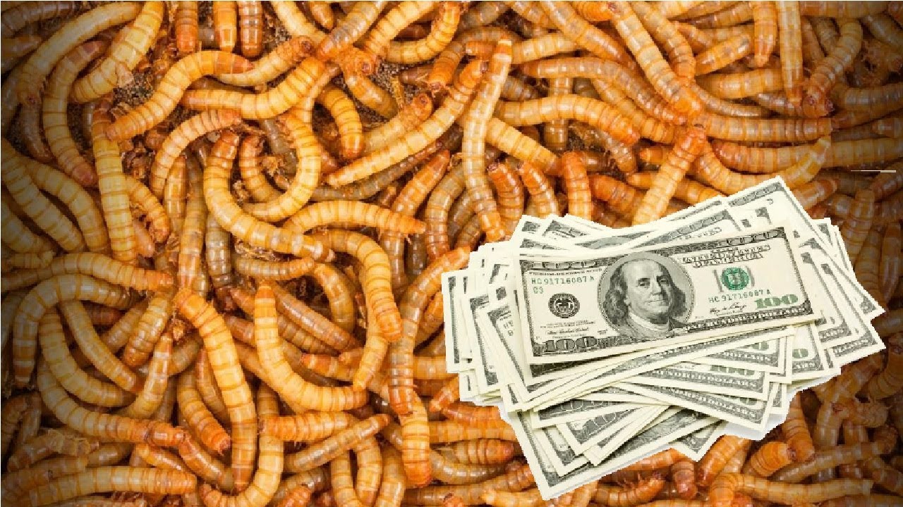 مشروع إنتاج دود الميل ورم (القبابي)  بكميات استثمار المستقبل   Money For MEALWORMS