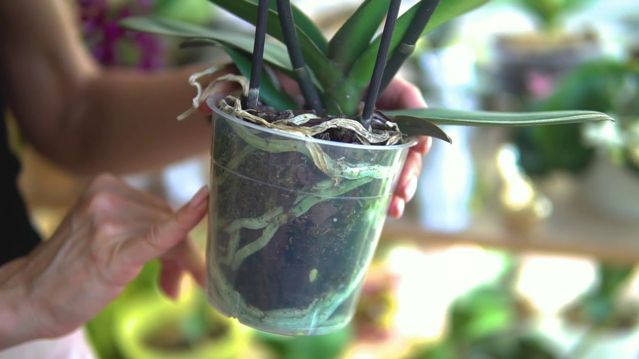 Полив пересаженной орхидеи. Полив орхидеи. Полив фаленопсиса. Торфяной стаканчик у орхидеи. Торфяной стакан в орхидее.