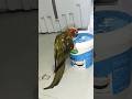 #talkingparot #parrot #funny #greenparrot #birds #mitthu #parrottalking #funnyparrot #cuteparrot