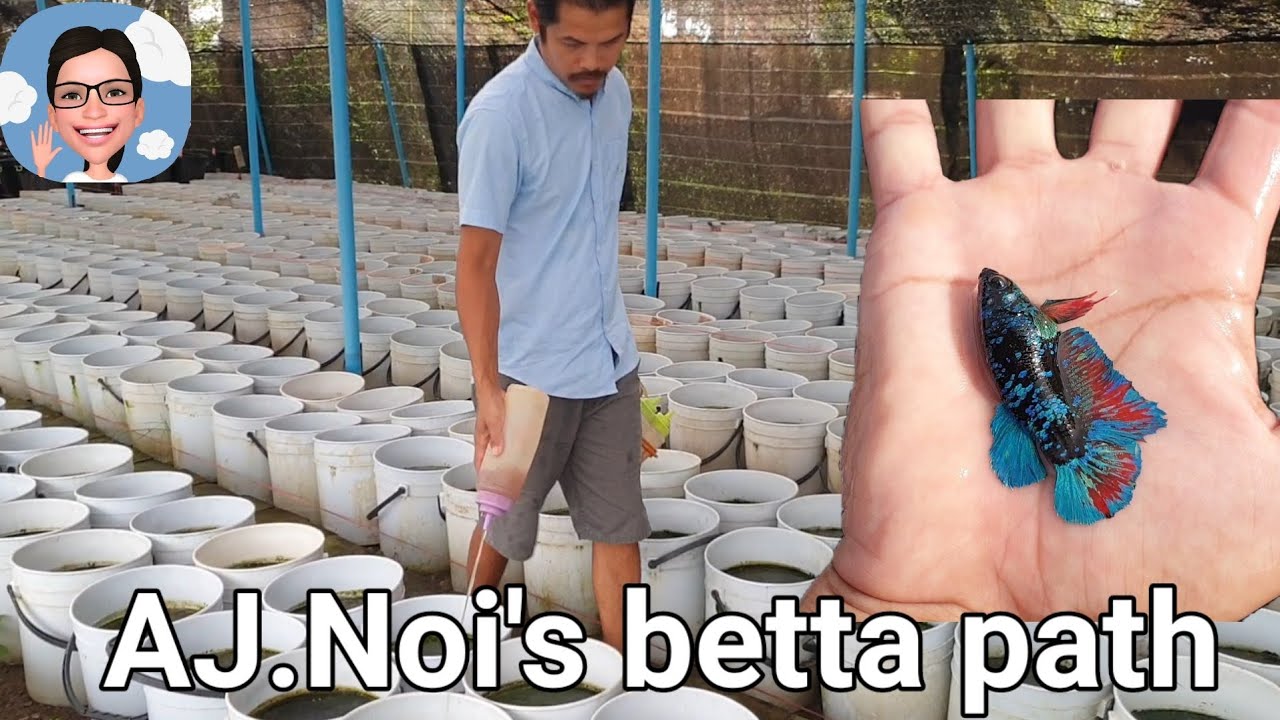 เส้นทางสายปลากัด ของอ.น้อย..กว่าจะถึงวันนี้#ป้าตุ้ยยูทูป @ร้อยรูปเล่าเรื่อง