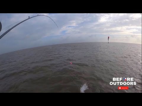 Video: ¿Qué peces hay en la bahía de matagorda?