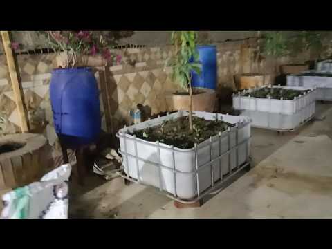 الاختراع الذي حوّل سطحي إلى غابة استوائية في أسبوع