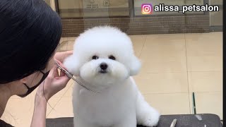 [ 앨리사 ] 강아지 비숑 미용 귀톡튀컷 가위컷 / bichon grooming / 韓國寵物美容