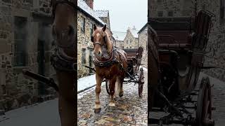 Kashmir Horse raids