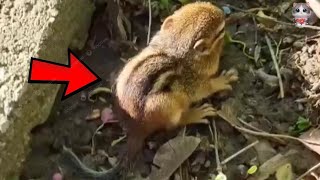Benny the Rescued Chipmunk: A Tale of Kindness, Joy, and Unbreakable Bonds.