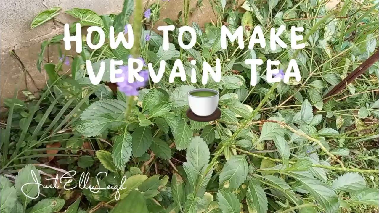Vervain Bush Tea How to make Vervain Tea vervaintea vervine 