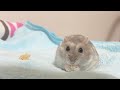 撮影しやすいように体の向きを変えてくれるハムスター