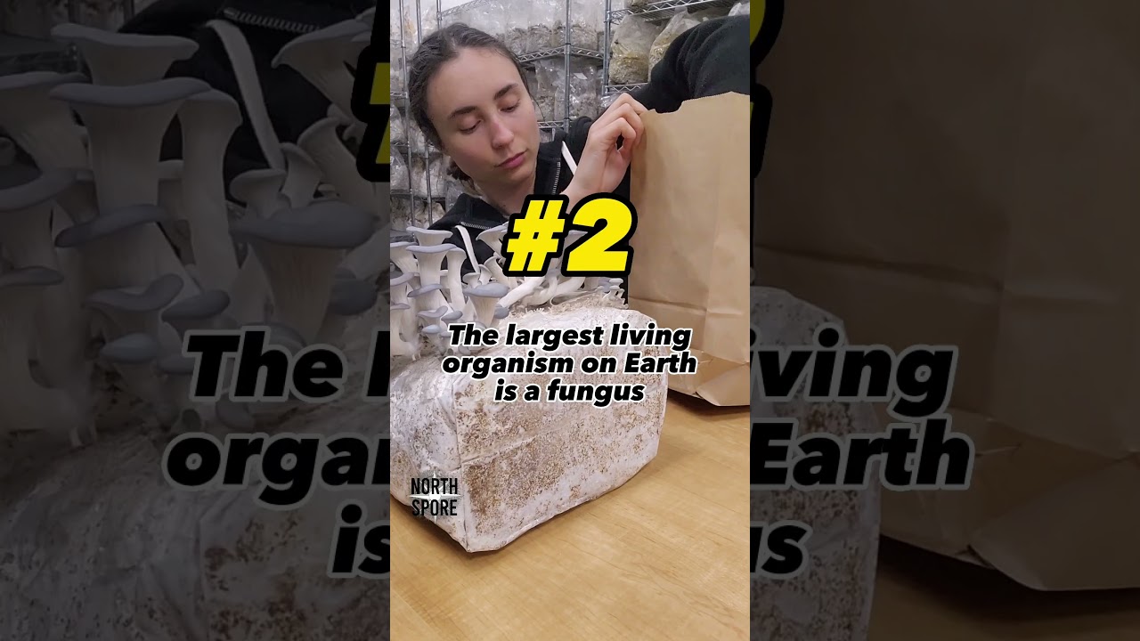 Did you know these facts about mushrooms? 