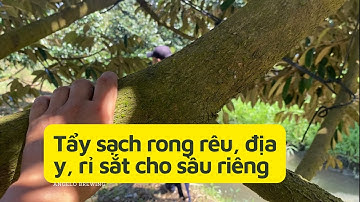 Giải Pháp Tẩy Sạch Rong Rêu, Địa Y cho Sầu Riêng với Chế Phẩm sinh học Nhật Bản - Tư Đầy 0983830948
