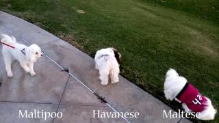 Havanese Sara - small dog club 2