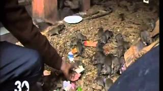 Download Lagu Le temple des rats MP3 Download Lagu Le temple des rats MP3