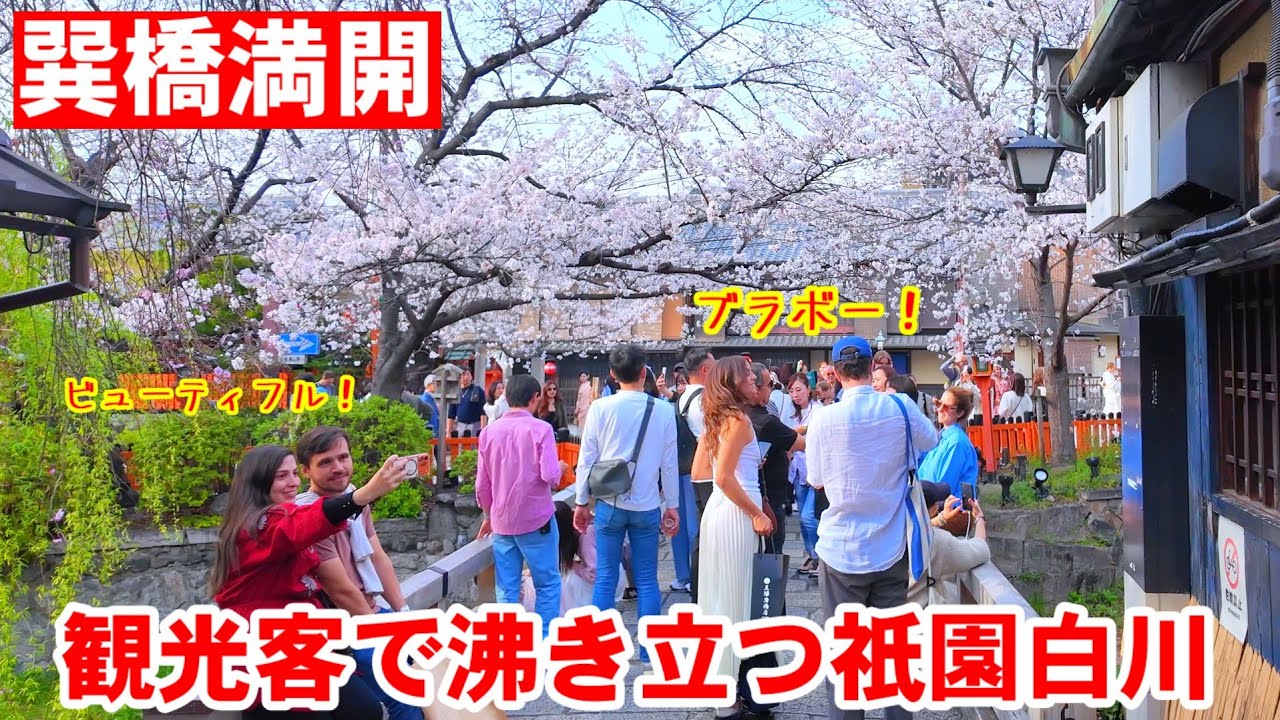 On March 30th (Monday), the cherry blossoms at Tatsumi Bridge were