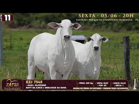 LOTE 11