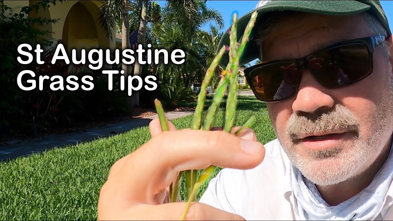 St Augustine Grass Tips for June and July