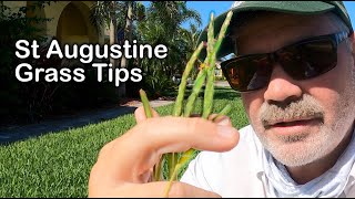 St Augustine Grass Tips for June and July