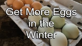 How to get more eggs from your chickens in winter