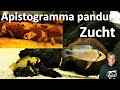 ZUCHT APISTOGRAMMA PANDURO! Super schöne Fische - Ein weiterer Weg der Apistogramma-Zucht