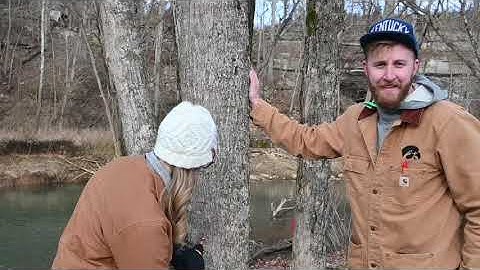 Basics of tapping maple trees