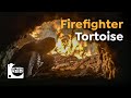 How this Turtle Saves 350 Species From Wildfires
