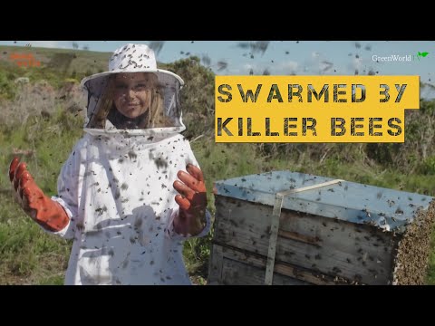 african-bees..killer-bees?