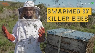 SWARMED BY AFRICAN BEES - KILLER BEES?