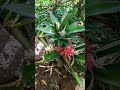 é a natureza