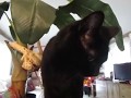(1min) Black Butt Kitty Cat Beatrice Autonomous Song March 22, 2020, 4:58:15 PM