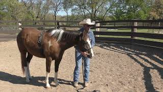 Colt Starting - Tanner  Part 3  Introducing a Snaffle Bit