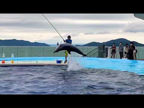 【瀬戸内海とイルカ】四国水族館のトレーニング中のイルカ🐬2020年9月18日