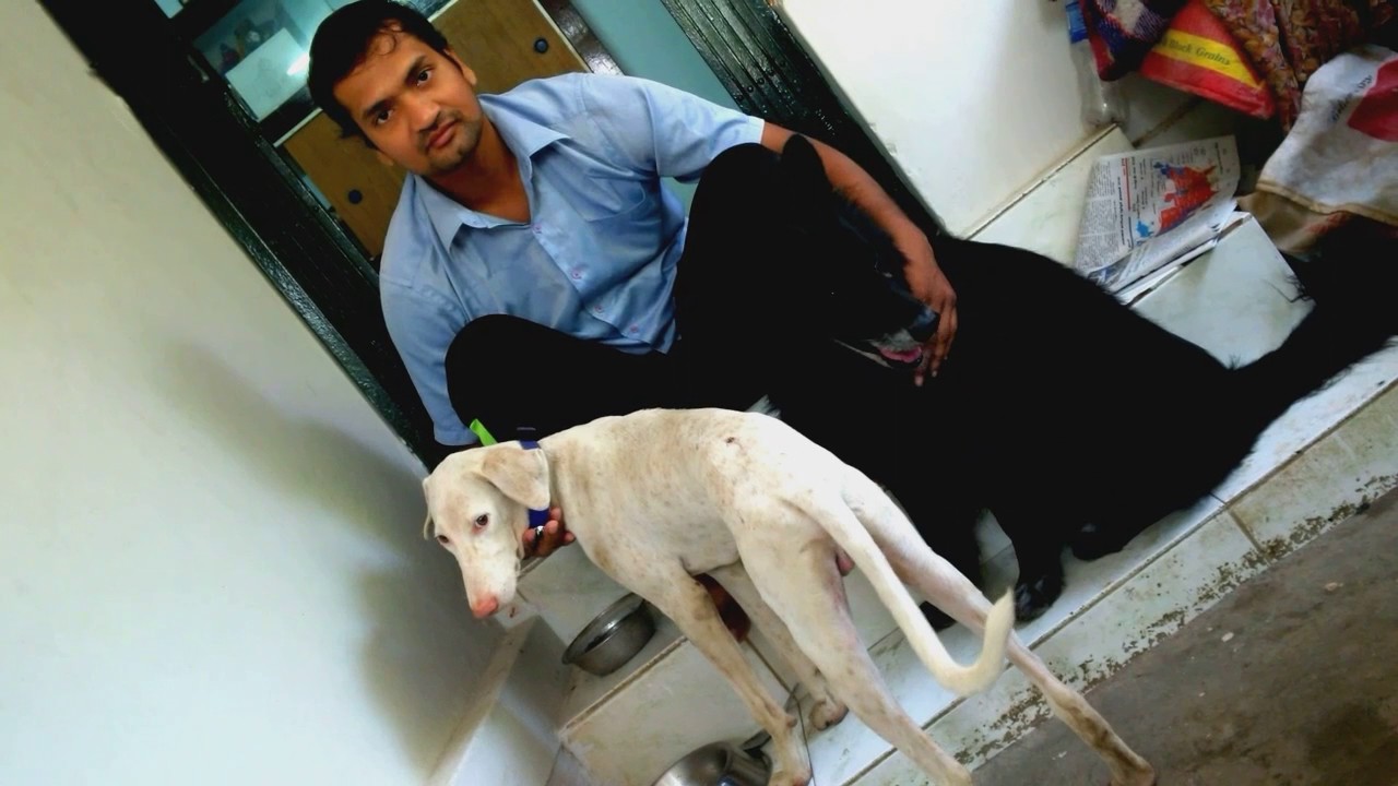 Rajapalayam dog in kalainagar madurai YouTube