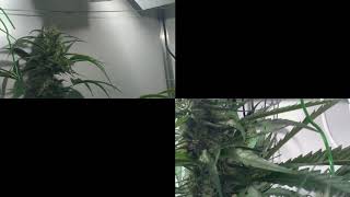 Week 13 Round Up Liberty Haze Full Time Lapse