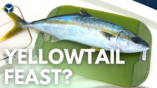 Yellowtail catch and cook