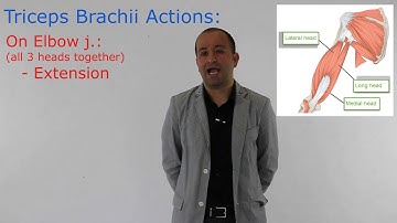 What is the main action of Triceps muscle on elbow? Passmblex.com QUIZ VIDEO