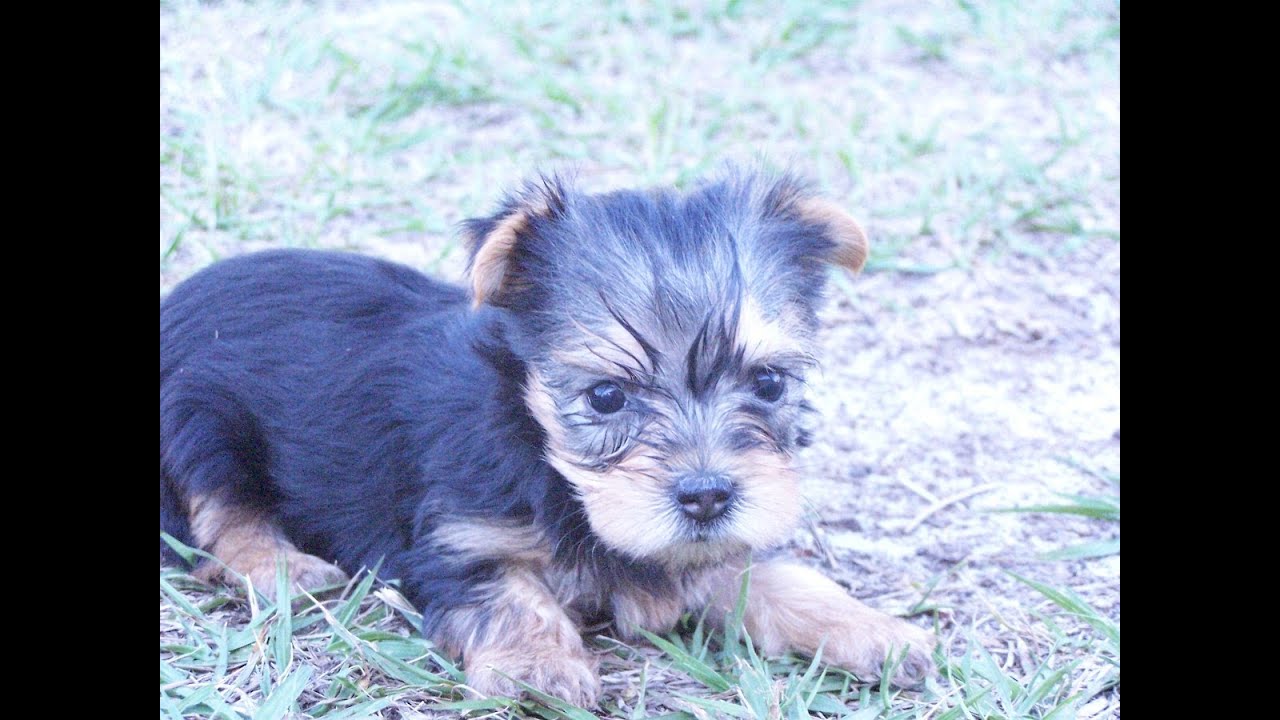Yorkshire Terrier, Yorkie, Puppies, Dogs, For Sale, In ...