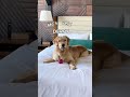 The derpiest.. #dogs #shorts #dogmom #funnydogs #comedy #tiktok #reels #goldenretriever