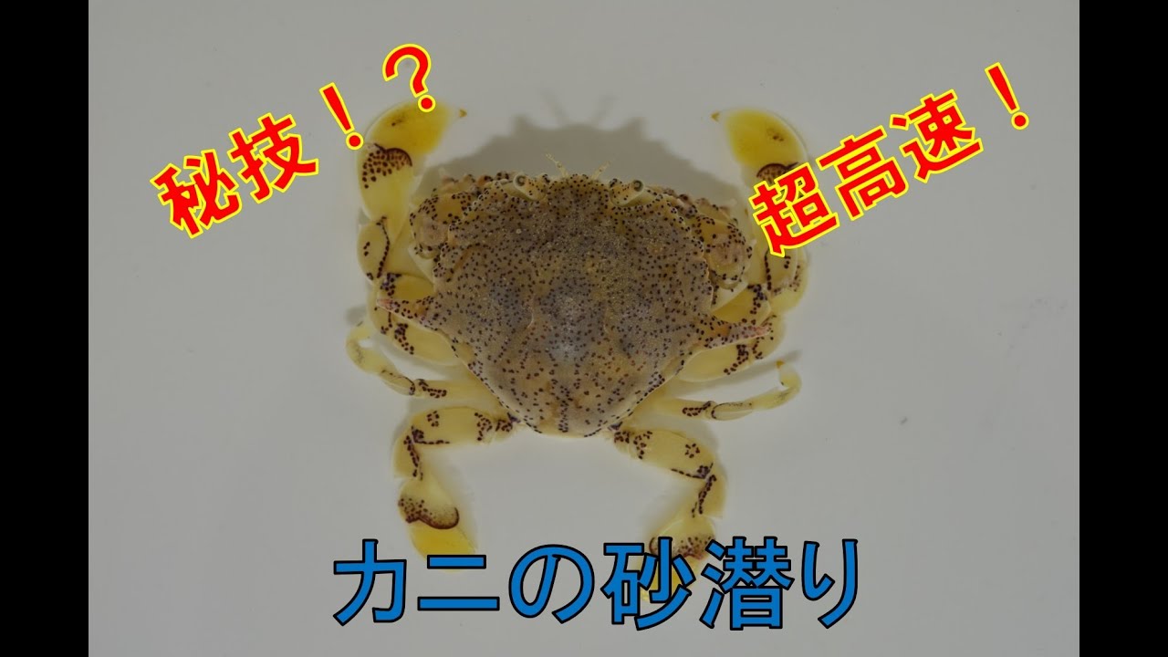 秘技 超高速カニの砂潜り キンセンガニもぐりま す Youtube