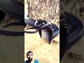#snake #cobra #kingcobra #youtubeshorts