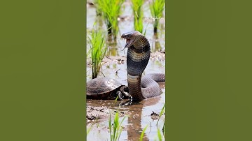 Python vs Turtle! 🐍🐢 #shorts