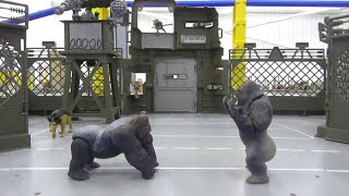 Gorilla vs Gorilla 고릴라 vs 고릴라