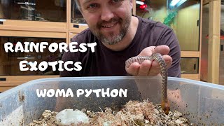 Woma python with hatching babies.
