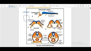 Embryology of Heart 1 Dr.Ahmed Hassan Elbatahgy