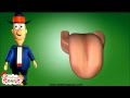 Human Taste and Smell Perception