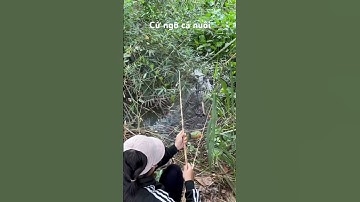Câu cá rô dính phải cá trê #câucárôđồng #thápmườiquêtôi #caucaro #câucárô #fishing #caucatra