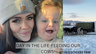 Day in the life / Feeding cows