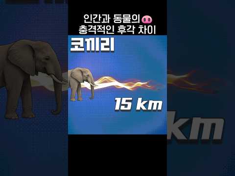 <strong>인간</strong> vs <strong>동물</strong> 충격적인 후각 능력 차이🐽.jpg