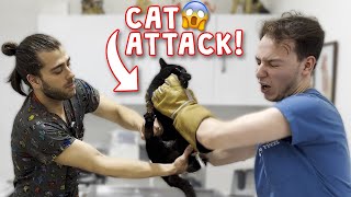 'Cat Fight' INJURY! ( Treating An Injured Cat! )
