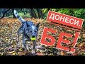 Как да науча кучето да носи играчка